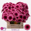 Vollsortiment Gerbera ISABELLE - 1 Stiel